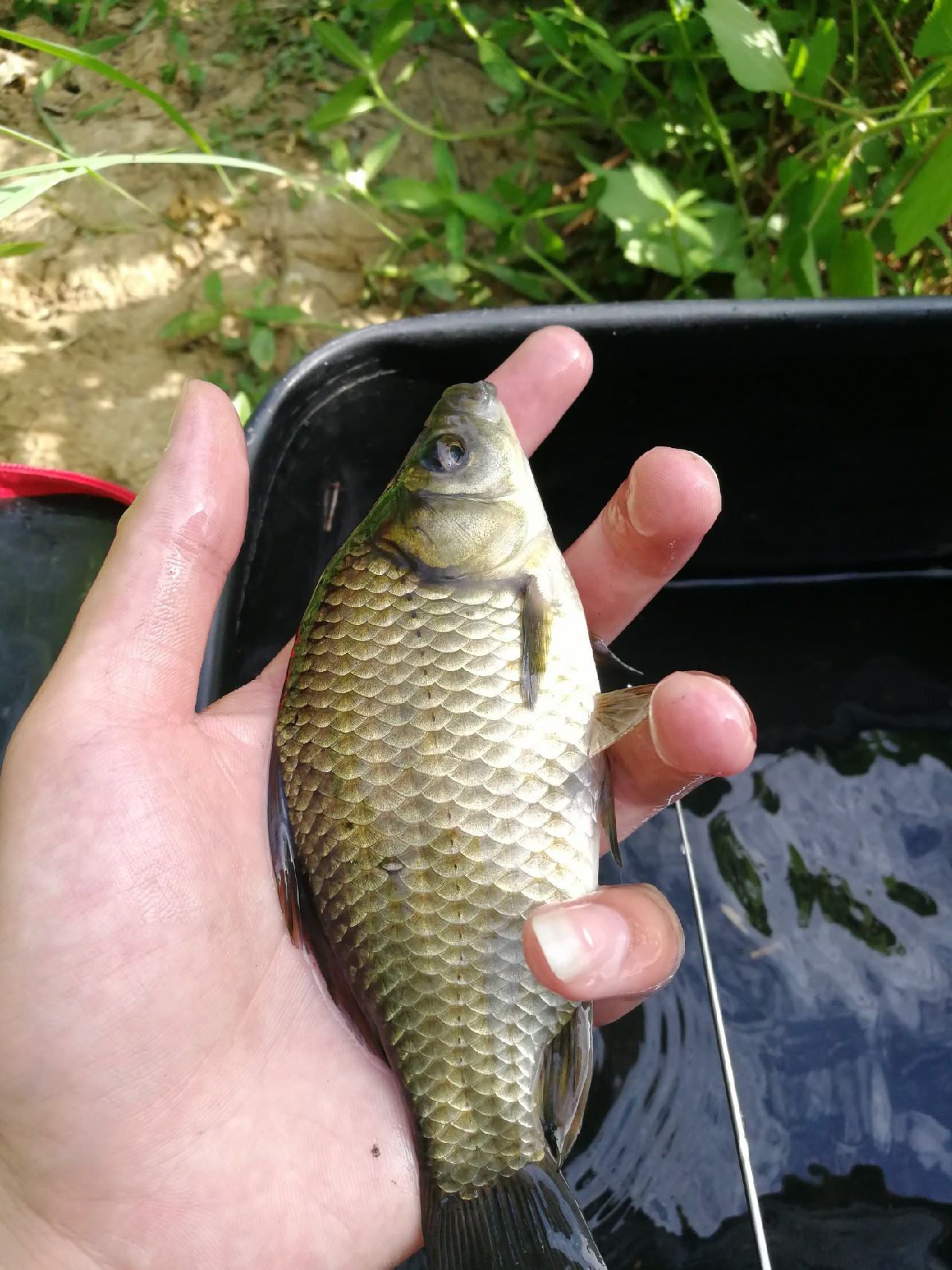 头顶烈阳开拓钓位逐泡寻鲫放流可怜鱼获