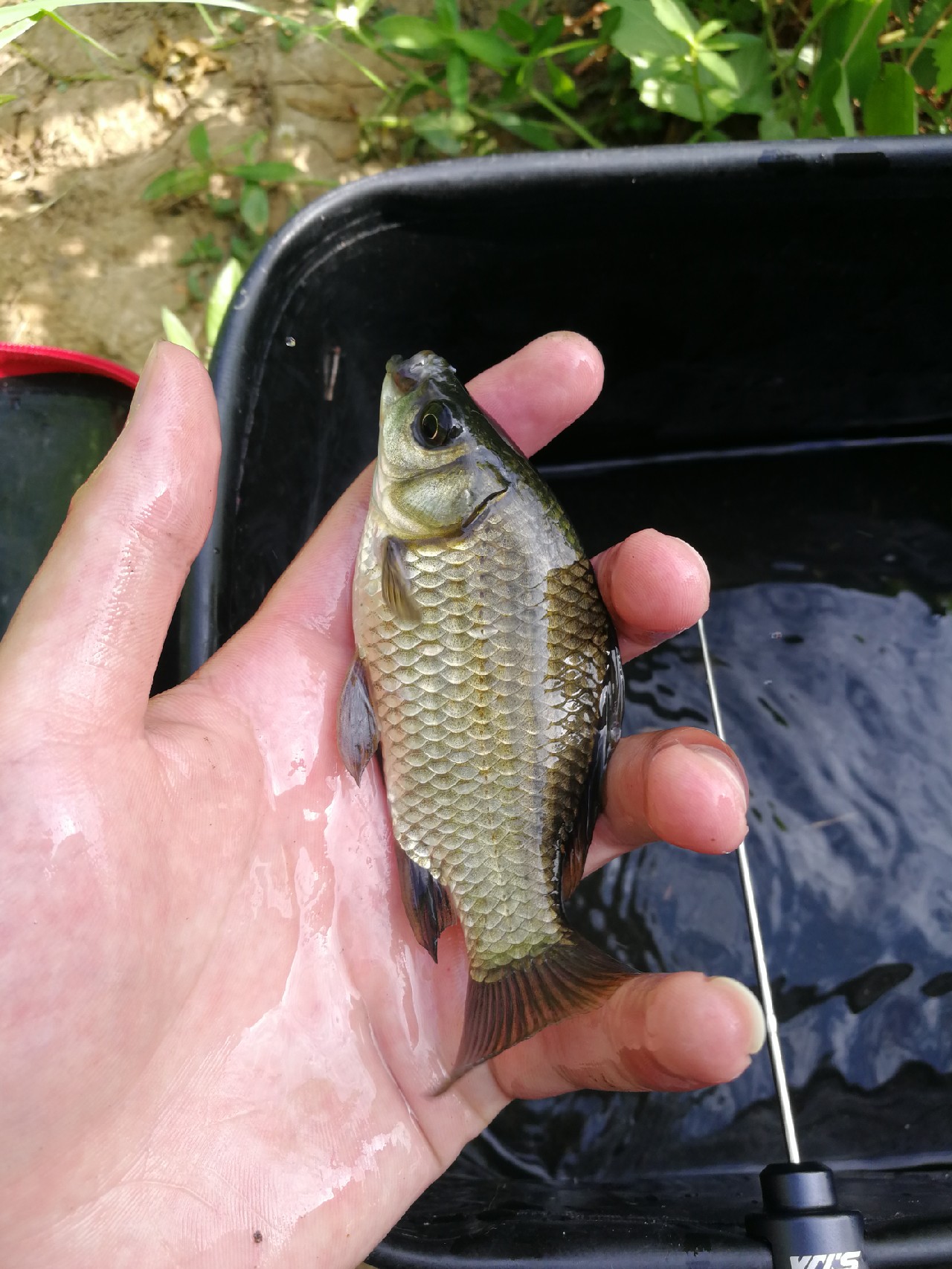 头顶烈阳开拓钓位逐泡寻鲫放流可怜鱼获