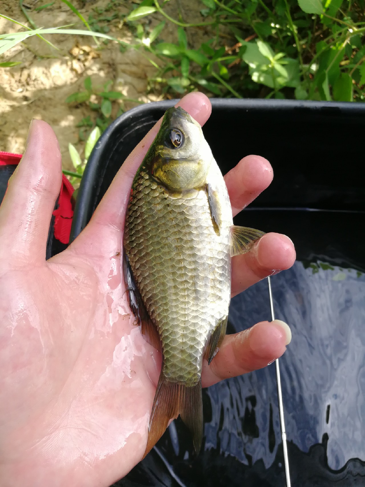 头顶烈阳开拓钓位逐泡寻鲫放流可怜鱼获