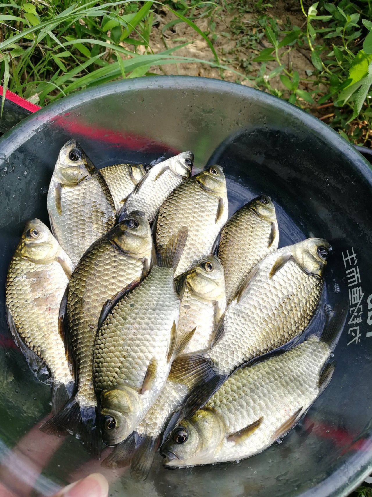 头顶烈阳开拓钓位逐泡寻鲫放流可怜鱼获