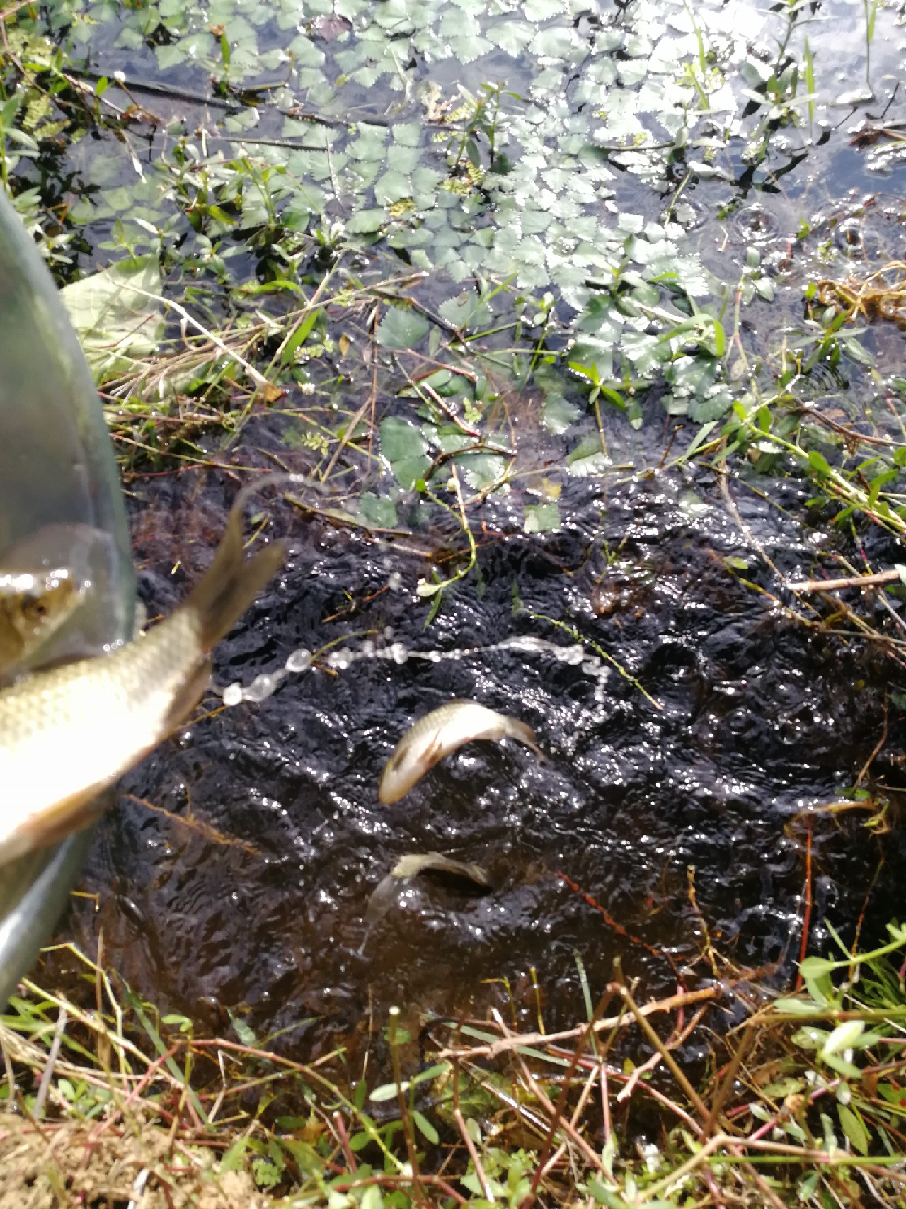 头顶烈阳开拓钓位逐泡寻鲫放流可怜鱼获