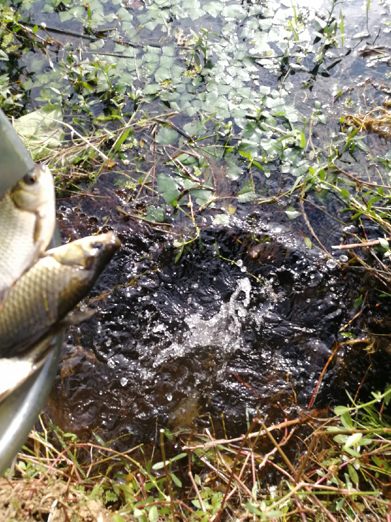 头顶烈阳开拓钓位逐泡寻鲫放流可怜鱼获