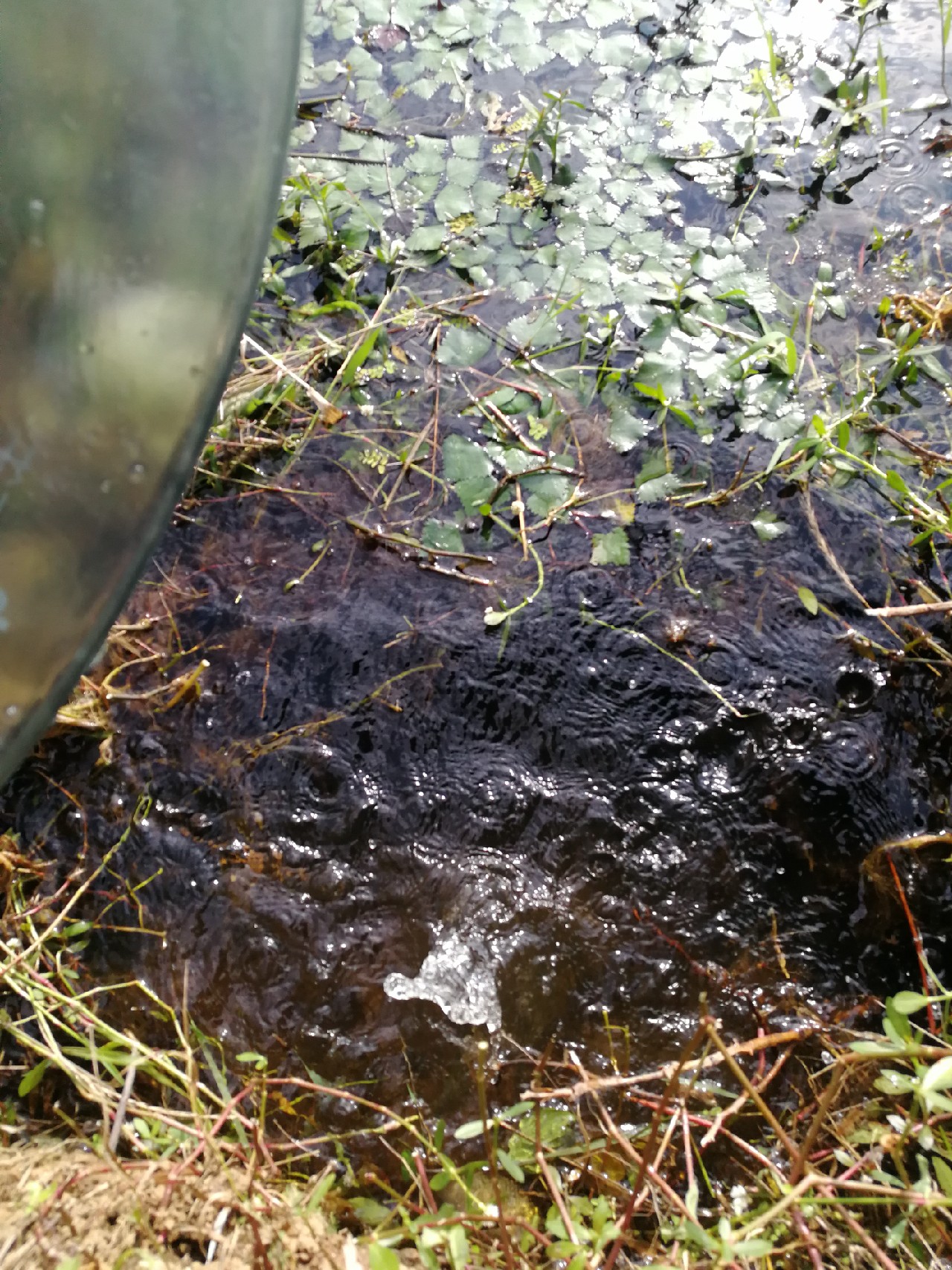 头顶烈阳开拓钓位逐泡寻鲫放流可怜鱼获