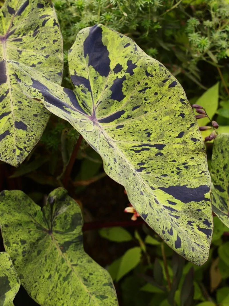 2000块一斤的芋头到底长什么样？绿植达人爱不释手的黑金海芋告诉你答案