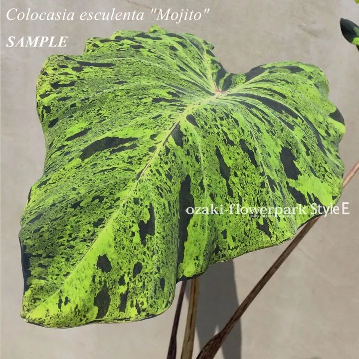 2000块一斤的芋头到底长什么样？绿植达人爱不释手的黑金海芋告诉你答案