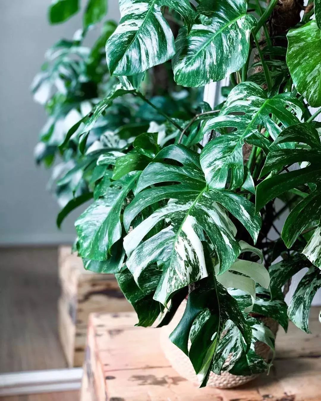 2000块一斤的芋头到底长什么样？绿植达人爱不释手的黑金海芋告诉你答案