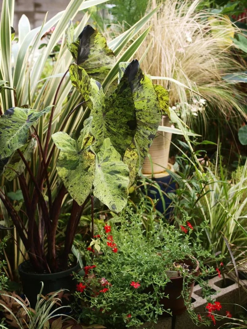 2000块一斤的芋头到底长什么样？绿植达人爱不释手的黑金海芋告诉你答案