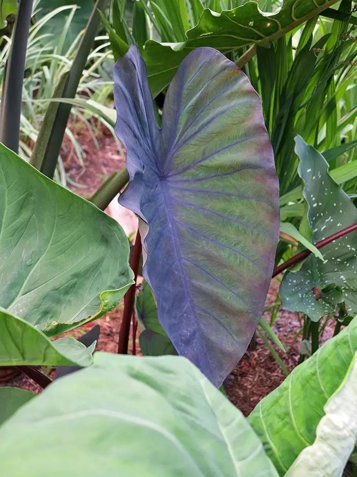 2000块一斤的芋头到底长什么样？绿植达人爱不释手的黑金海芋告诉你答案