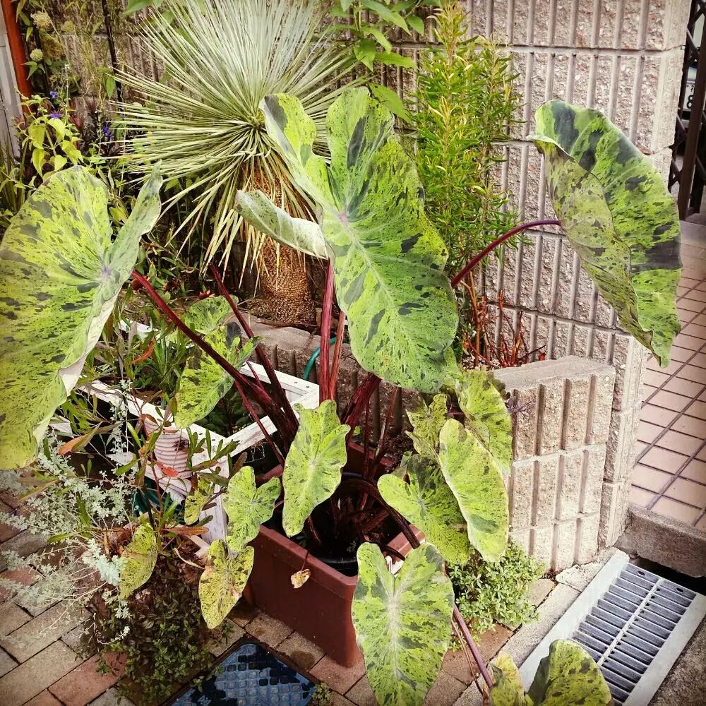 2000块一斤的芋头到底长什么样？绿植达人爱不释手的黑金海芋告诉你答案