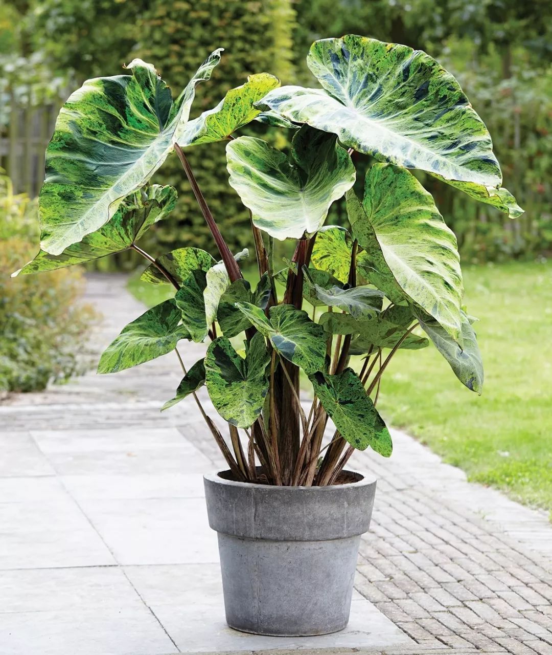 2000块一斤的芋头到底长什么样？绿植达人爱不释手的黑金海芋告诉你答案