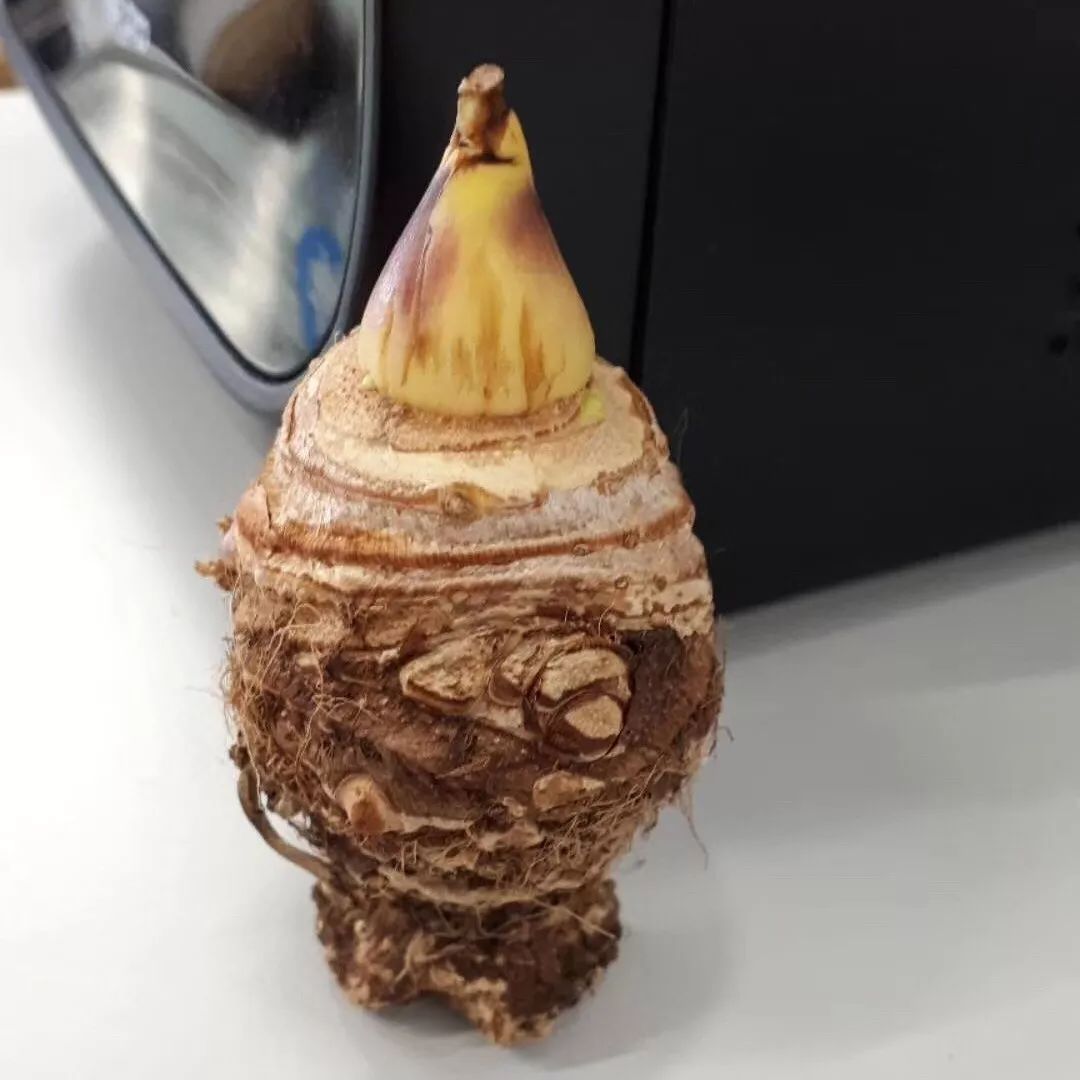 2000块一斤的芋头到底长什么样？绿植达人爱不释手的黑金海芋告诉你答案