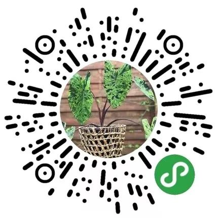 2000块一斤的芋头到底长什么样？绿植达人爱不释手的黑金海芋告诉你答案