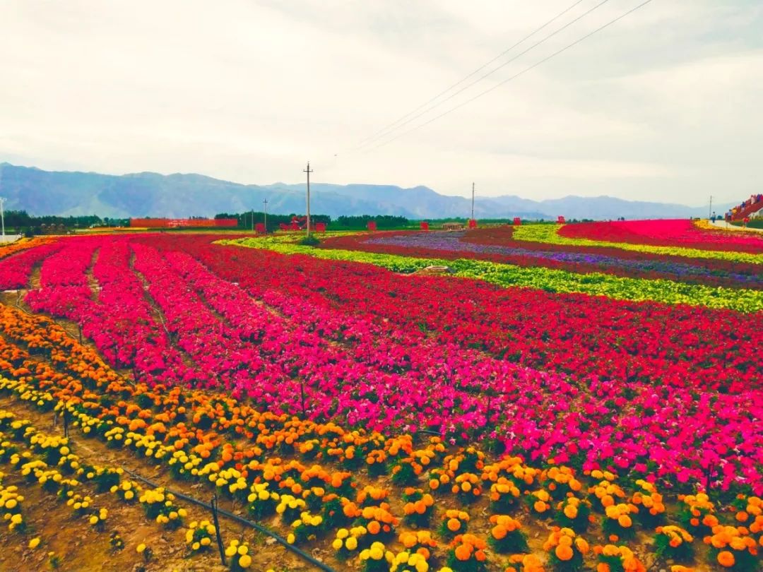 白银市区到大坪花海,去大坪玩攻略