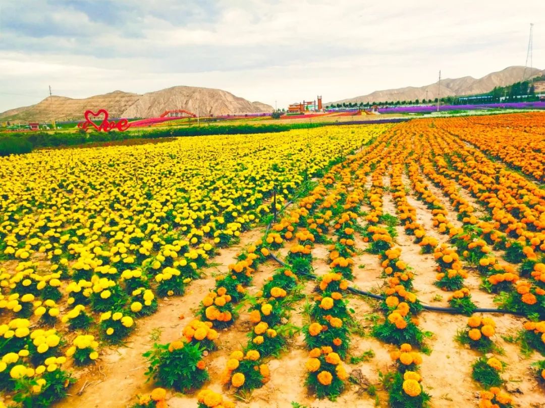 白银市区到大坪花海,去大坪玩攻略