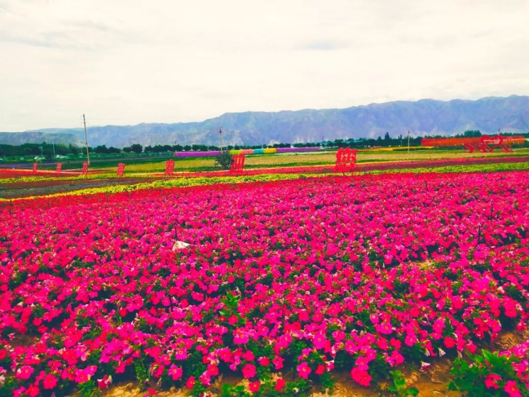 白银市区到大坪花海,去大坪玩攻略