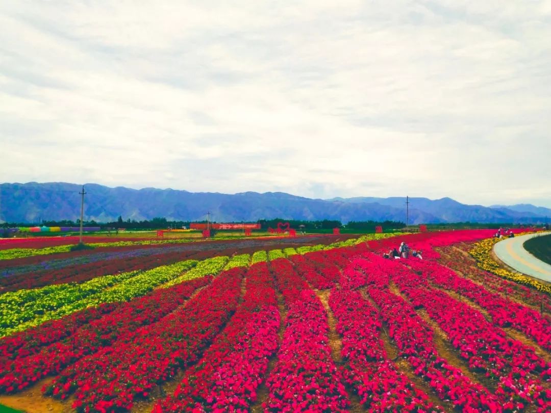 白银市区到大坪花海,去大坪玩攻略