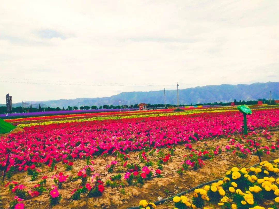 白银市区到大坪花海,去大坪玩攻略