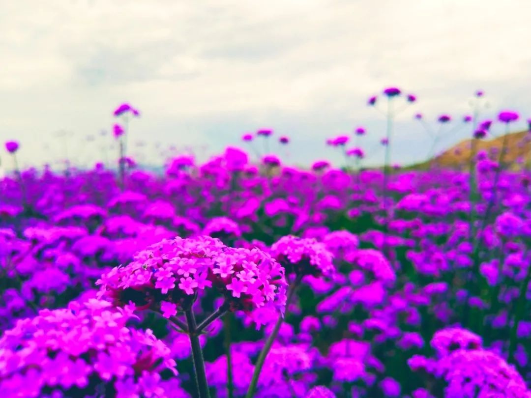 白银市区到大坪花海,去大坪玩攻略