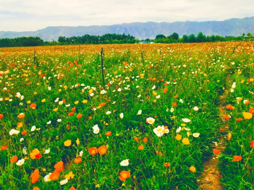 白银市区到大坪花海,去大坪玩攻略
