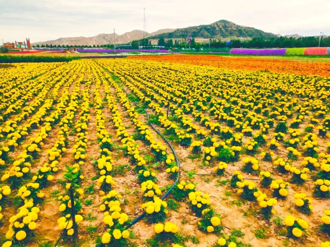白银市区到大坪花海,去大坪玩攻略