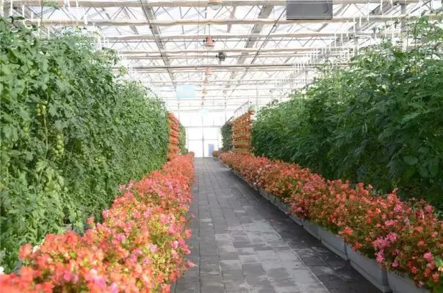 白银市区到大坪花海,去大坪玩攻略