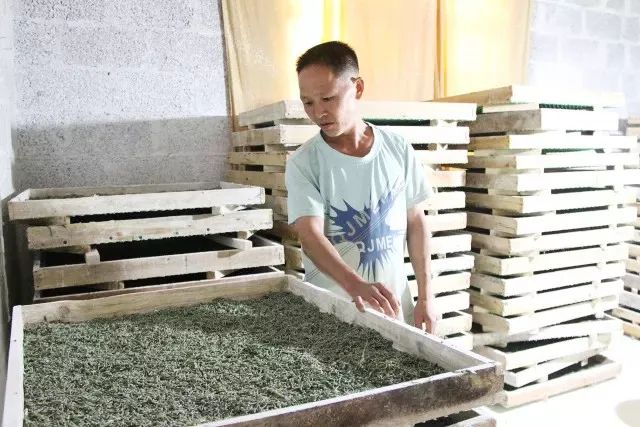 种桑养蚕致富带头人,从贫困户到百万富翁的逆袭