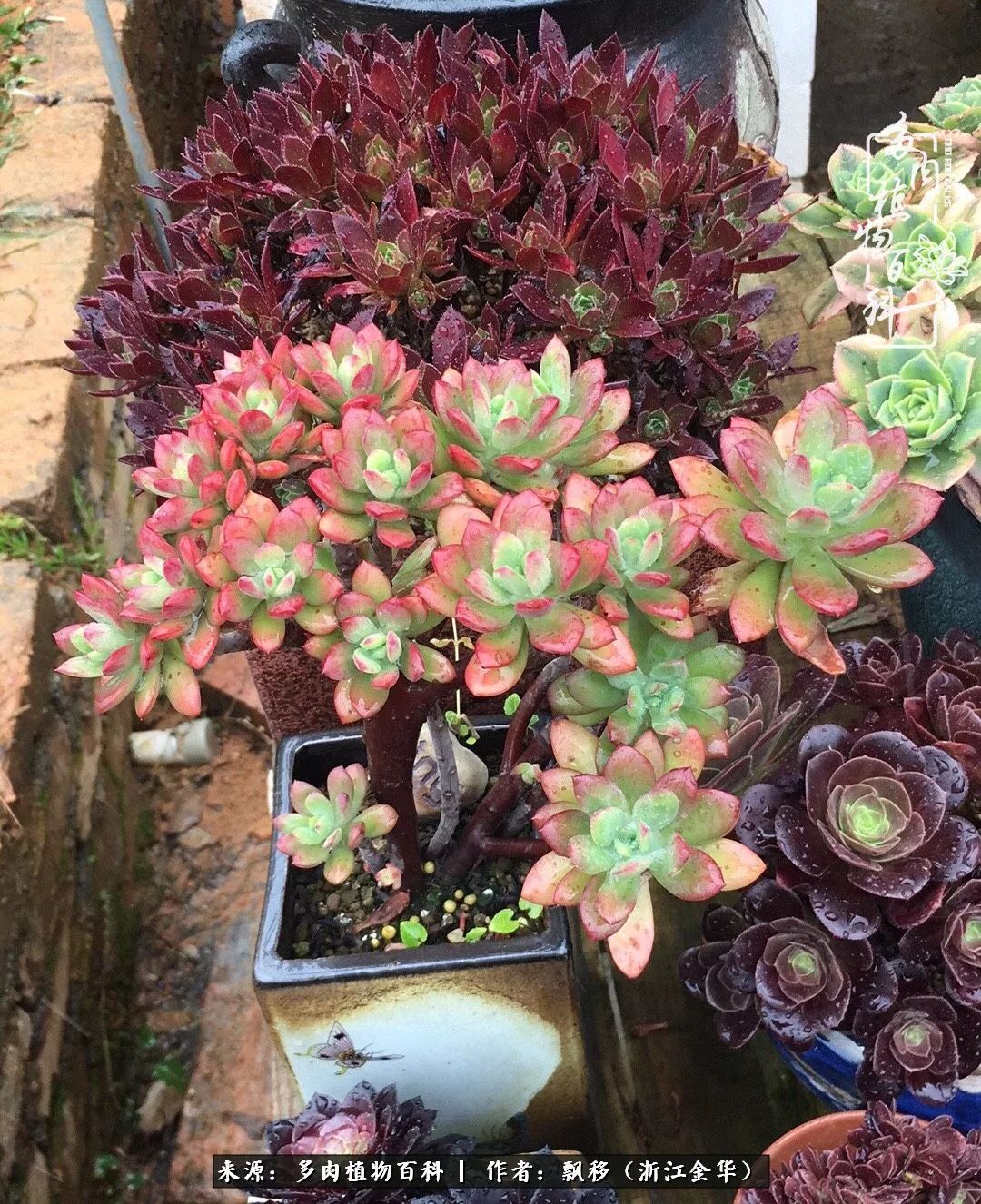 魅力无限的法师诱惑:我的灿烂,由你决定