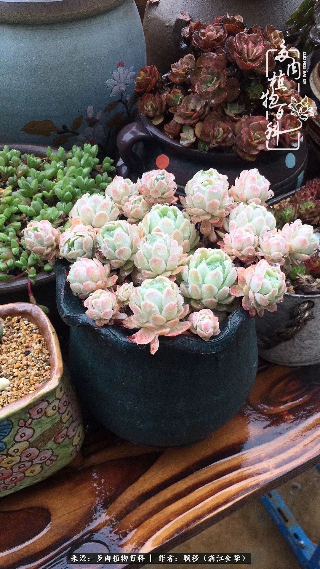 魅力无限的法师诱惑:我的灿烂,由你决定