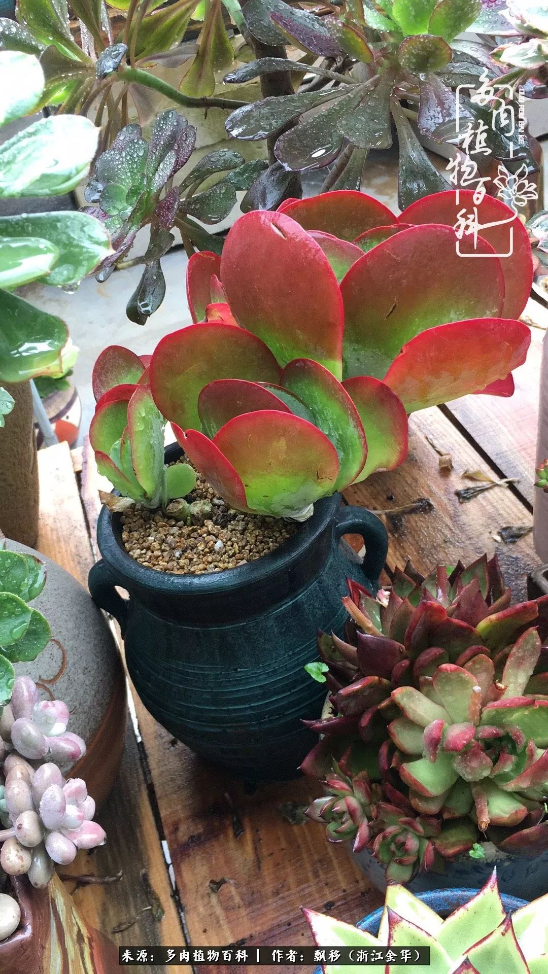 魅力无限的法师诱惑:我的灿烂,由你决定