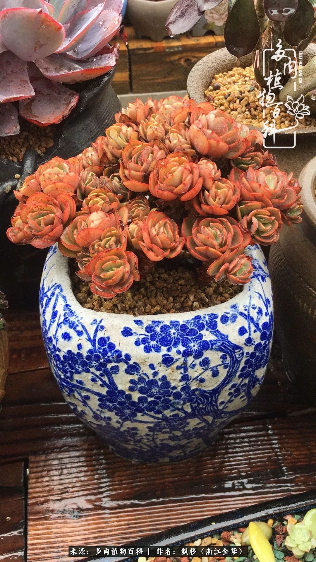 魅力无限的法师诱惑:我的灿烂,由你决定