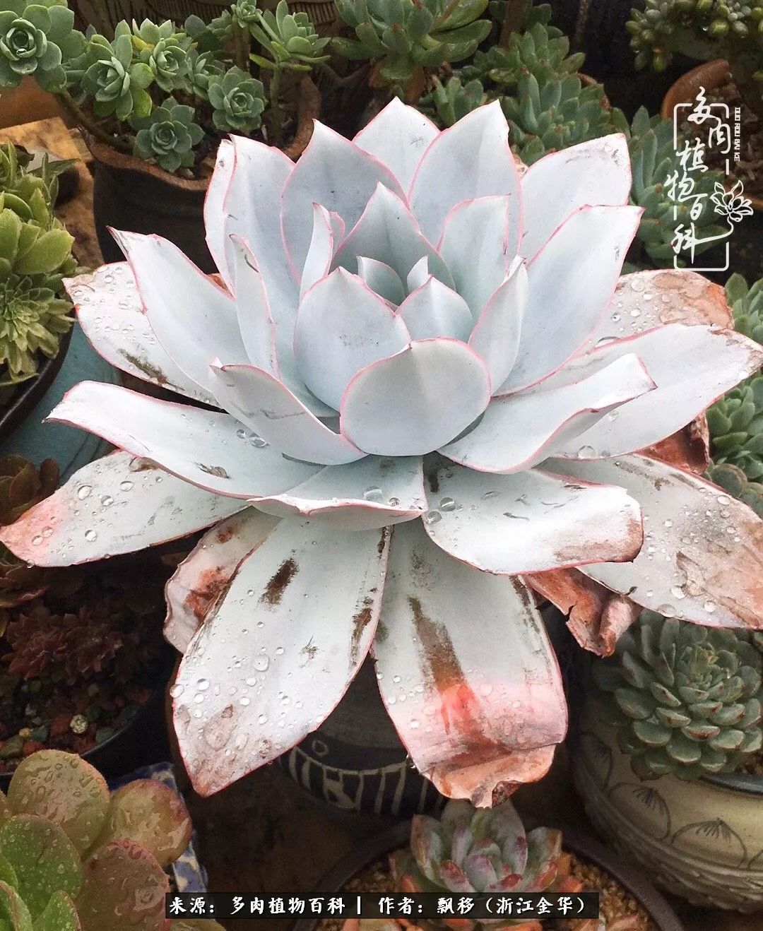 魅力无限的法师诱惑:我的灿烂,由你决定