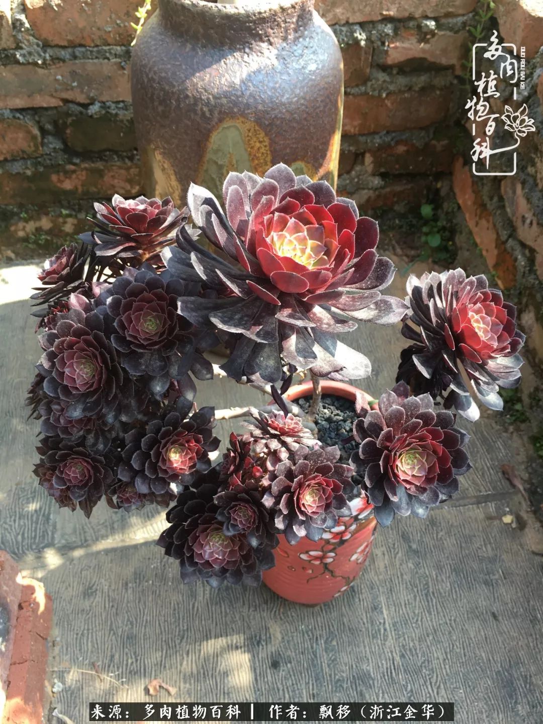 魅力无限的法师诱惑:我的灿烂,由你决定