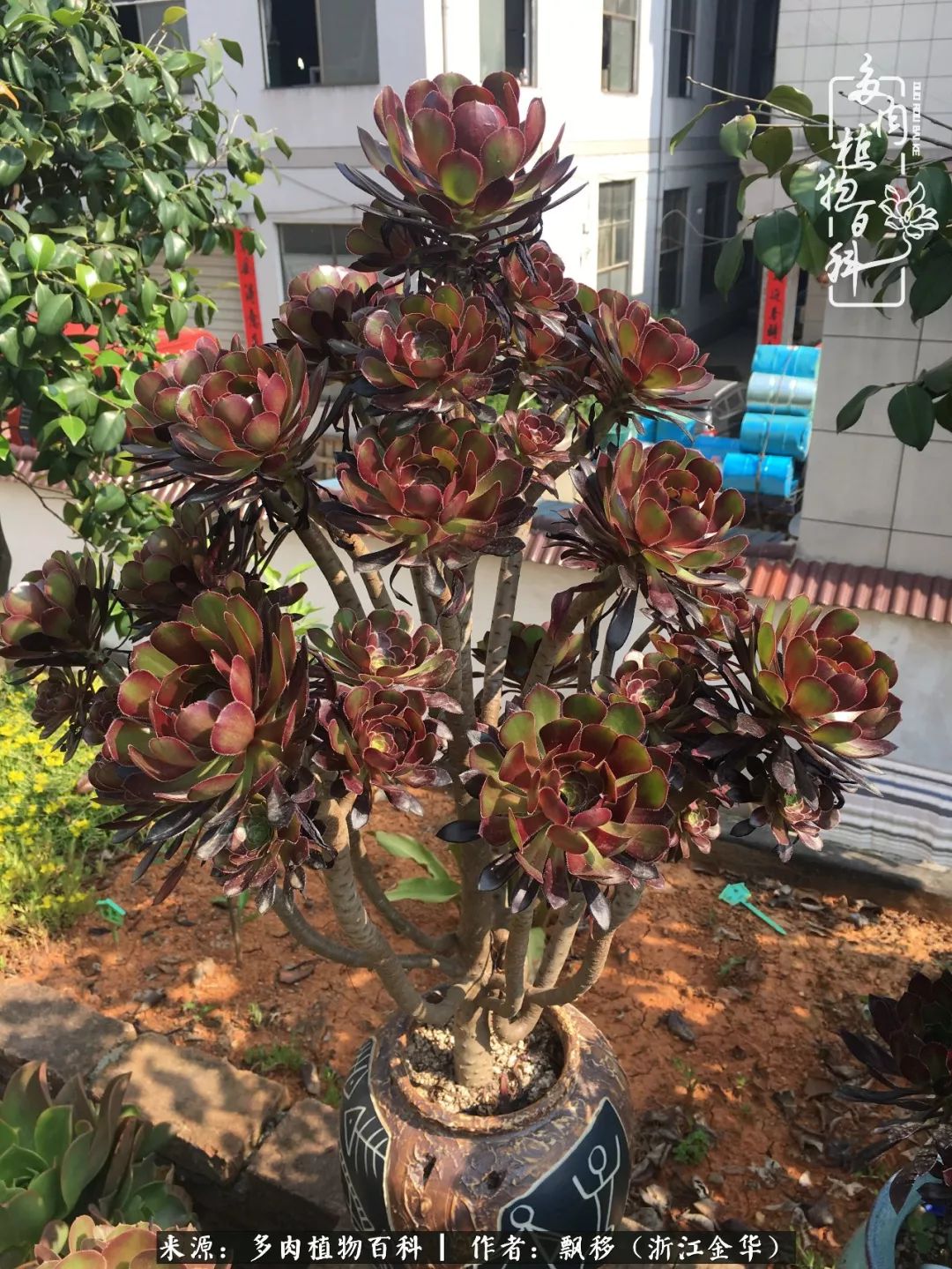 魅力无限的法师诱惑:我的灿烂,由你决定