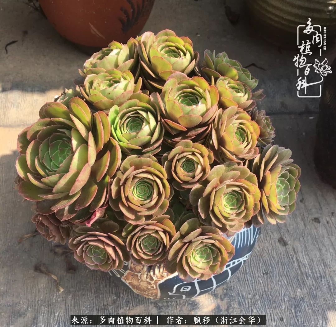 魅力无限的法师诱惑:我的灿烂,由你决定