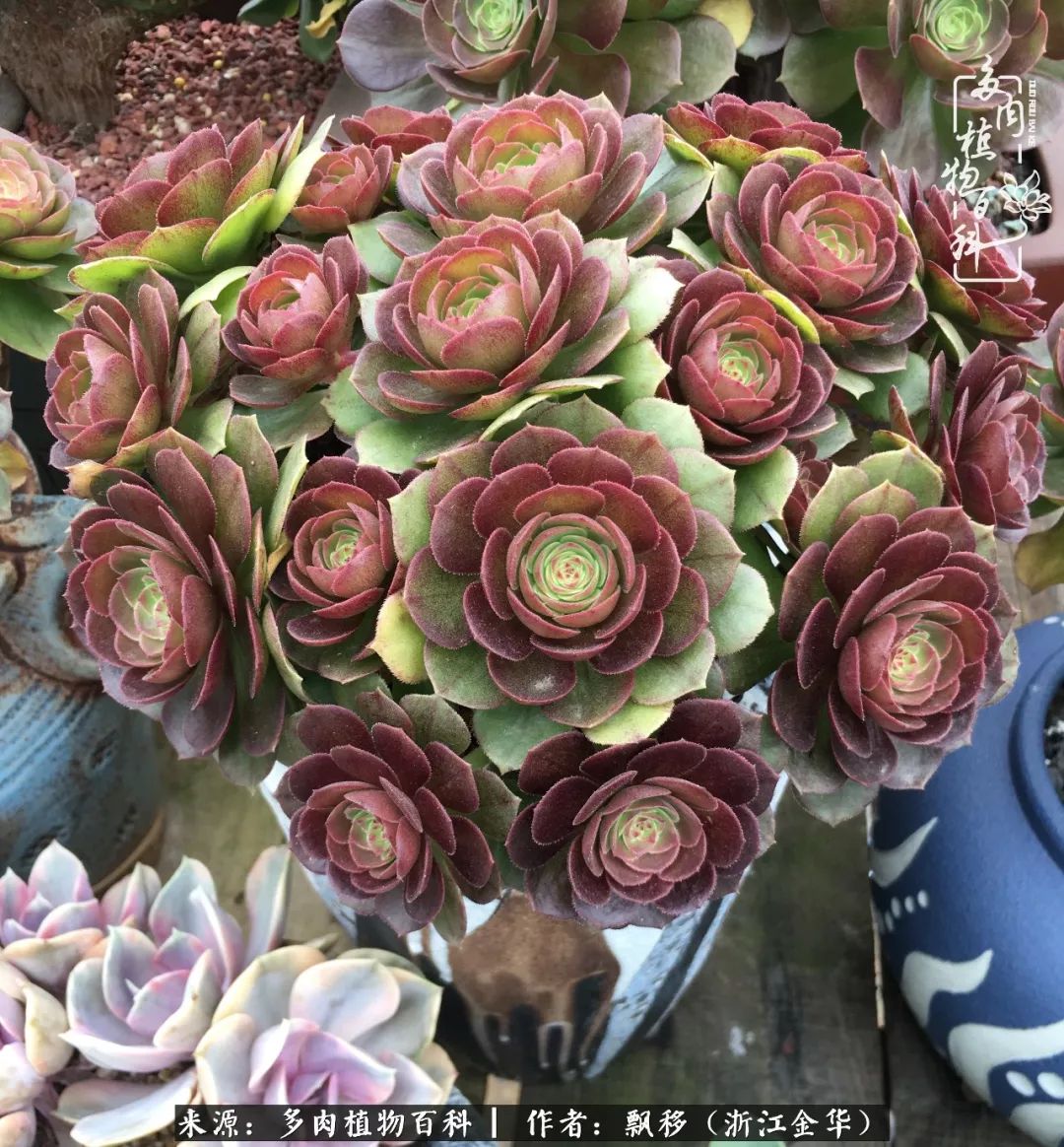 魅力无限的法师诱惑:我的灿烂,由你决定