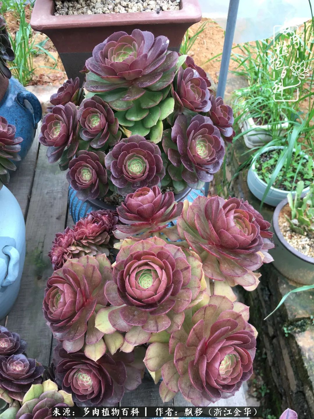 魅力无限的法师诱惑:我的灿烂,由你决定