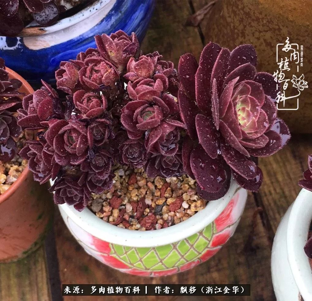 魅力无限的法师诱惑:我的灿烂,由你决定