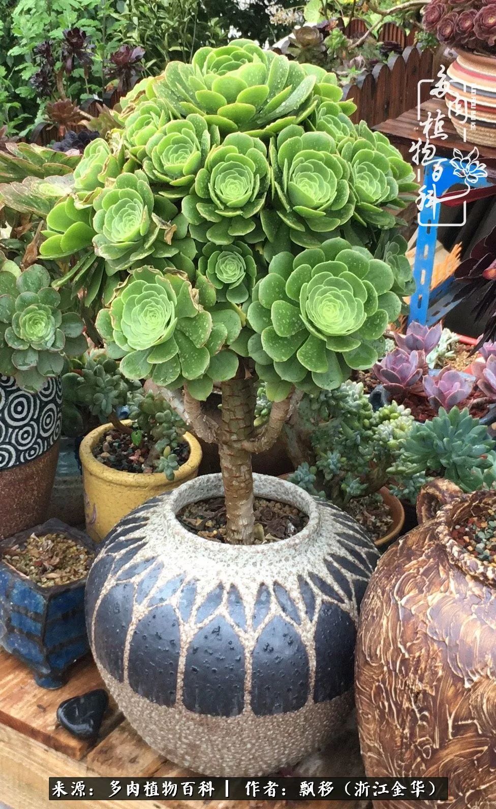 魅力无限的法师诱惑:我的灿烂,由你决定