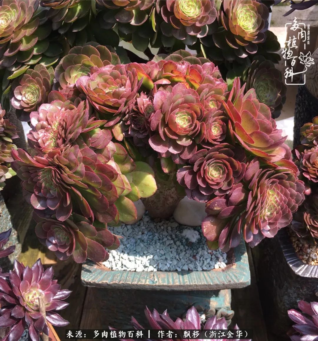 魅力无限的法师诱惑:我的灿烂,由你决定