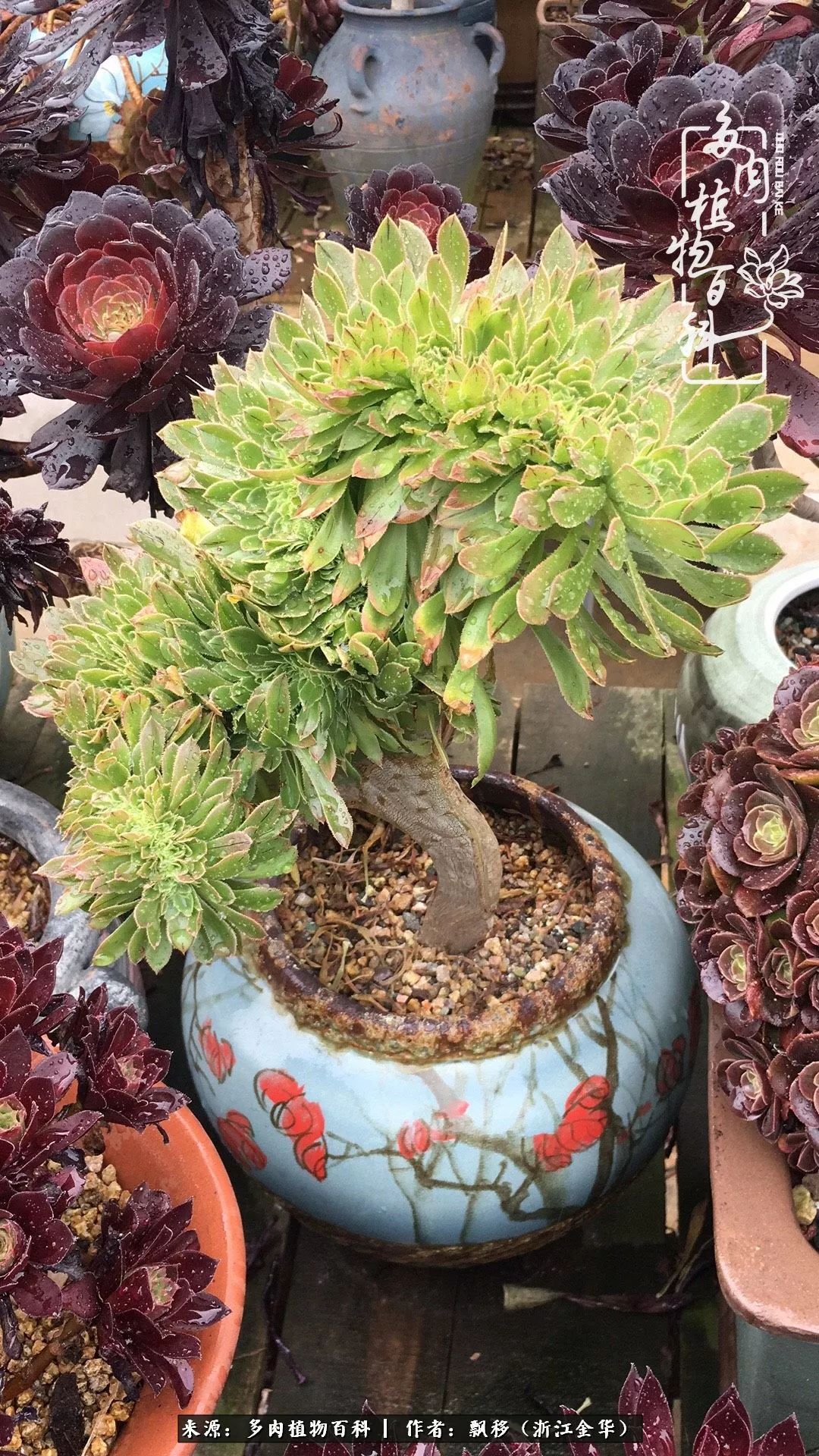 魅力无限的法师诱惑:我的灿烂,由你决定