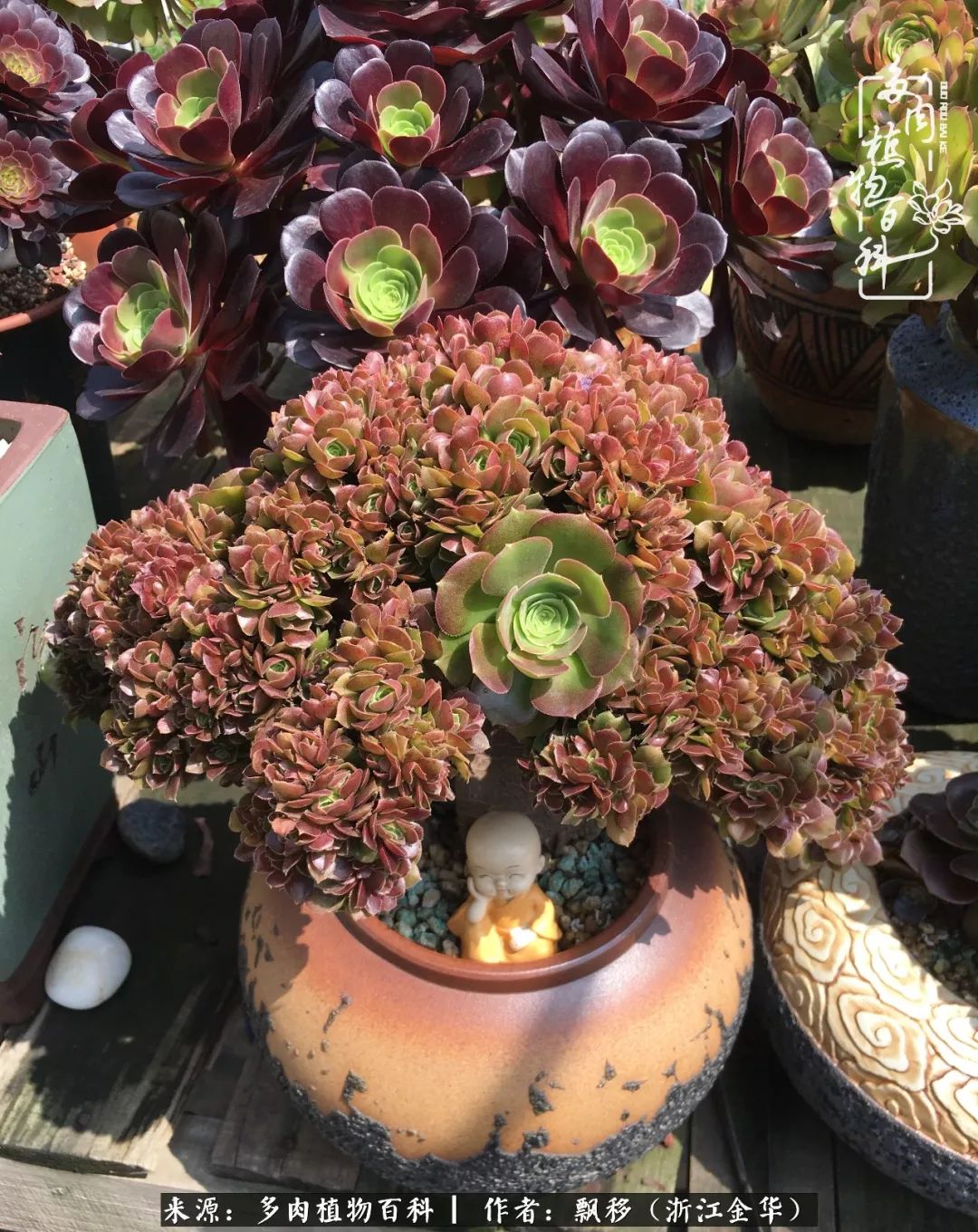 魅力无限的法师诱惑:我的灿烂,由你决定