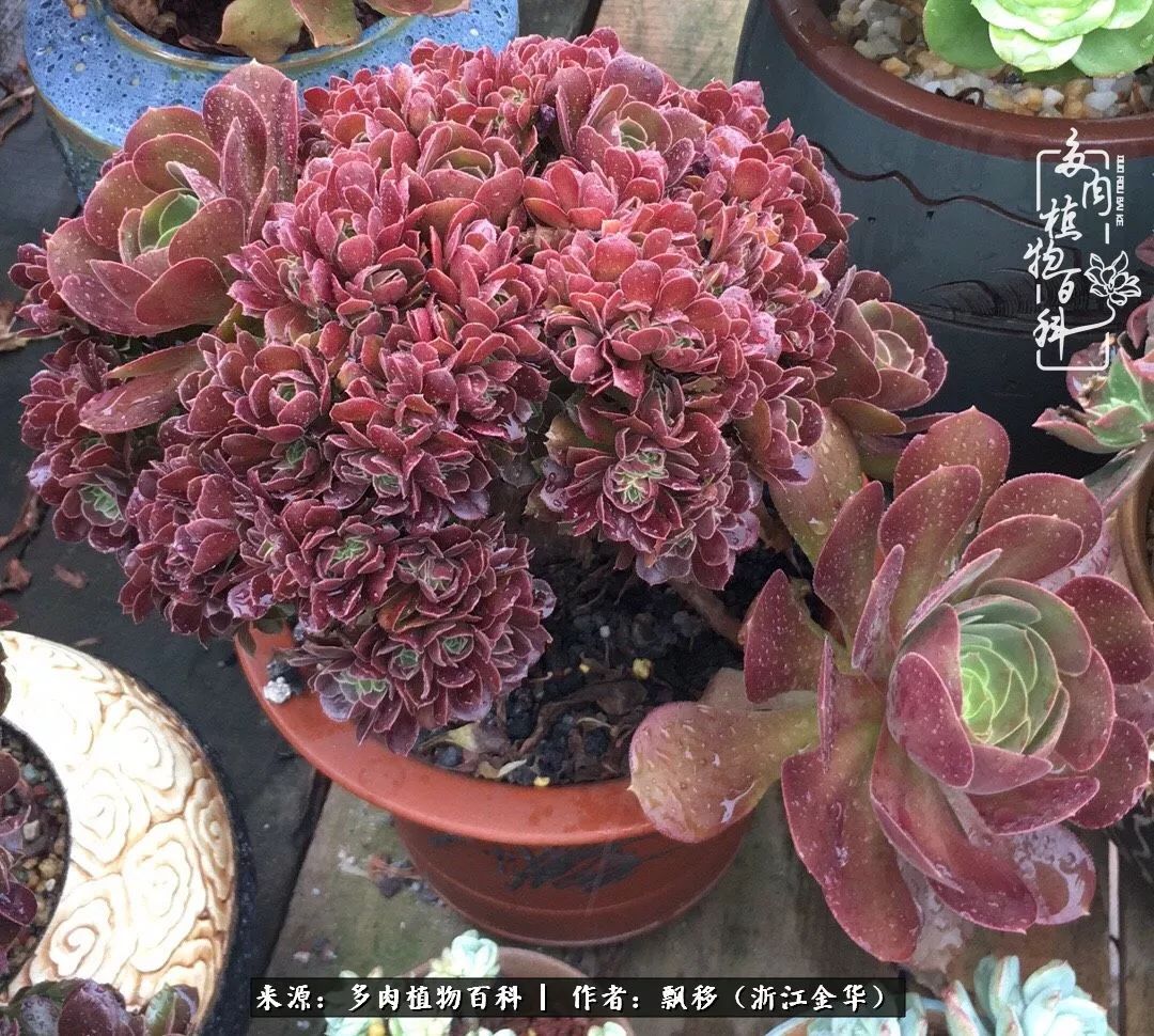 魅力无限的法师诱惑:我的灿烂,由你决定