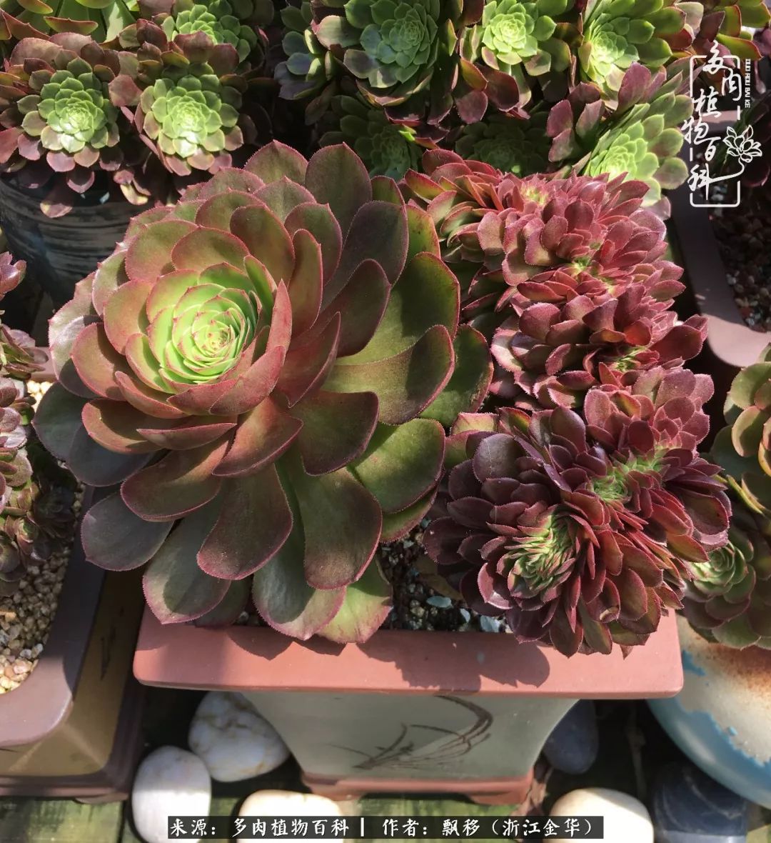 魅力无限的法师诱惑:我的灿烂,由你决定