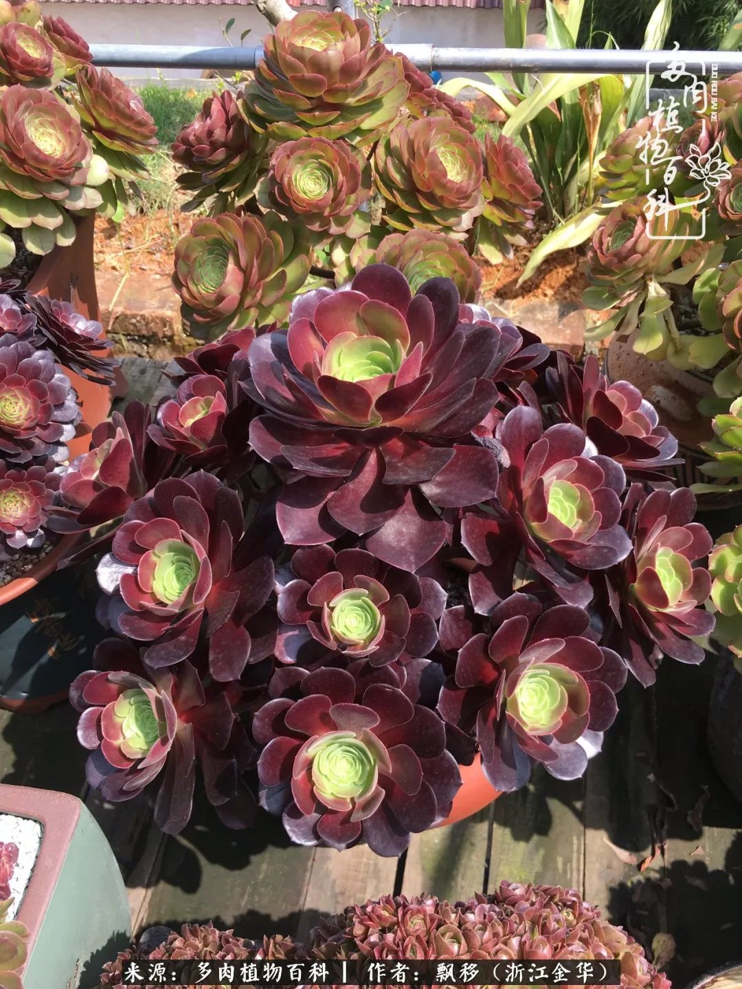 魅力无限的法师诱惑:我的灿烂,由你决定