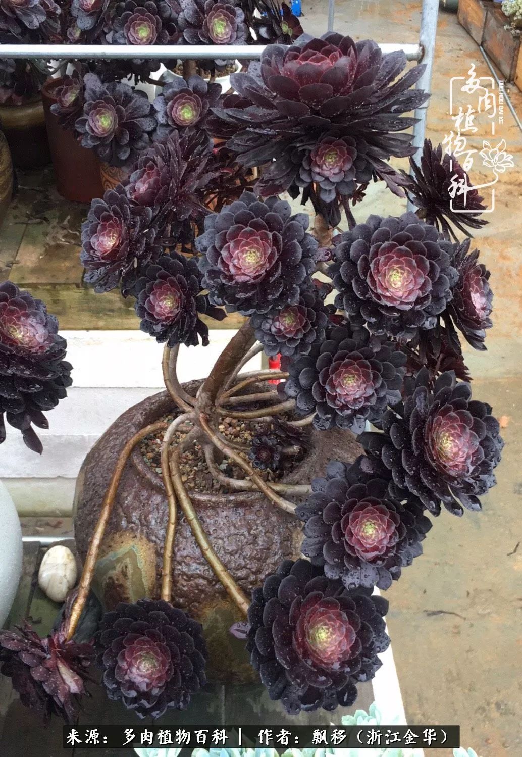 魅力无限的法师诱惑:我的灿烂,由你决定