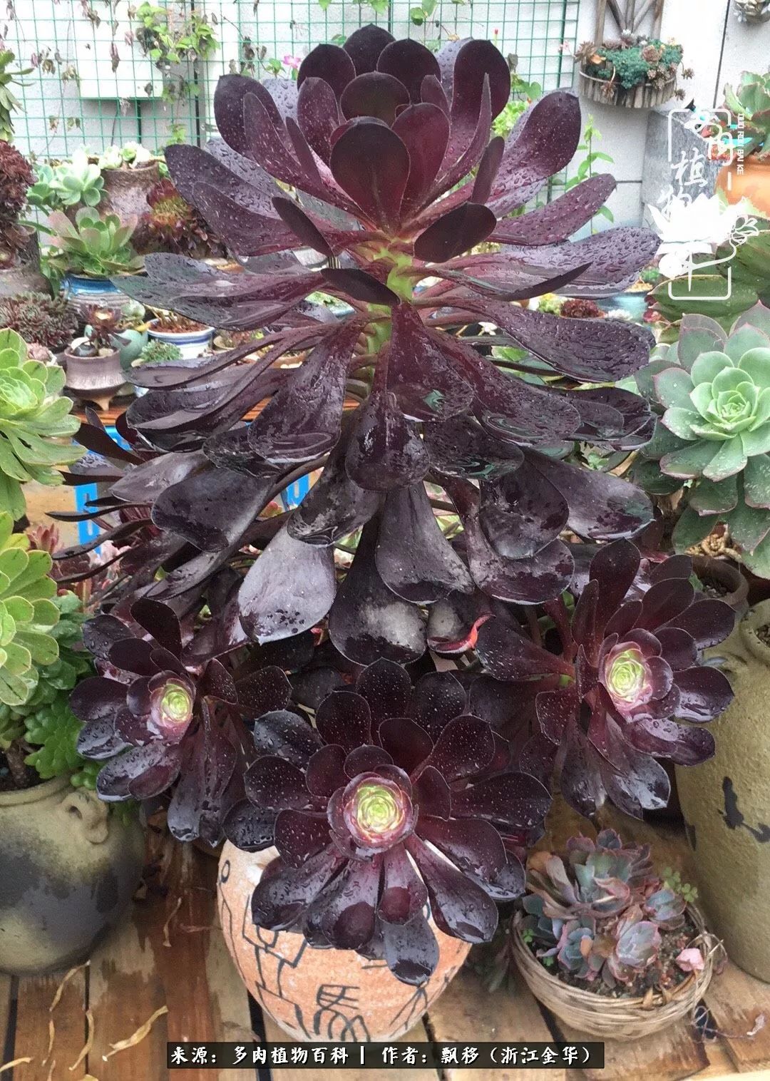 魅力无限的法师诱惑:我的灿烂,由你决定