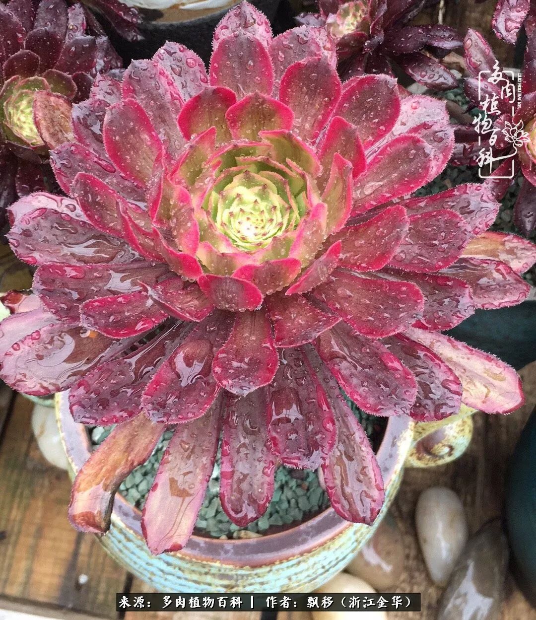 魅力无限的法师诱惑:我的灿烂,由你决定