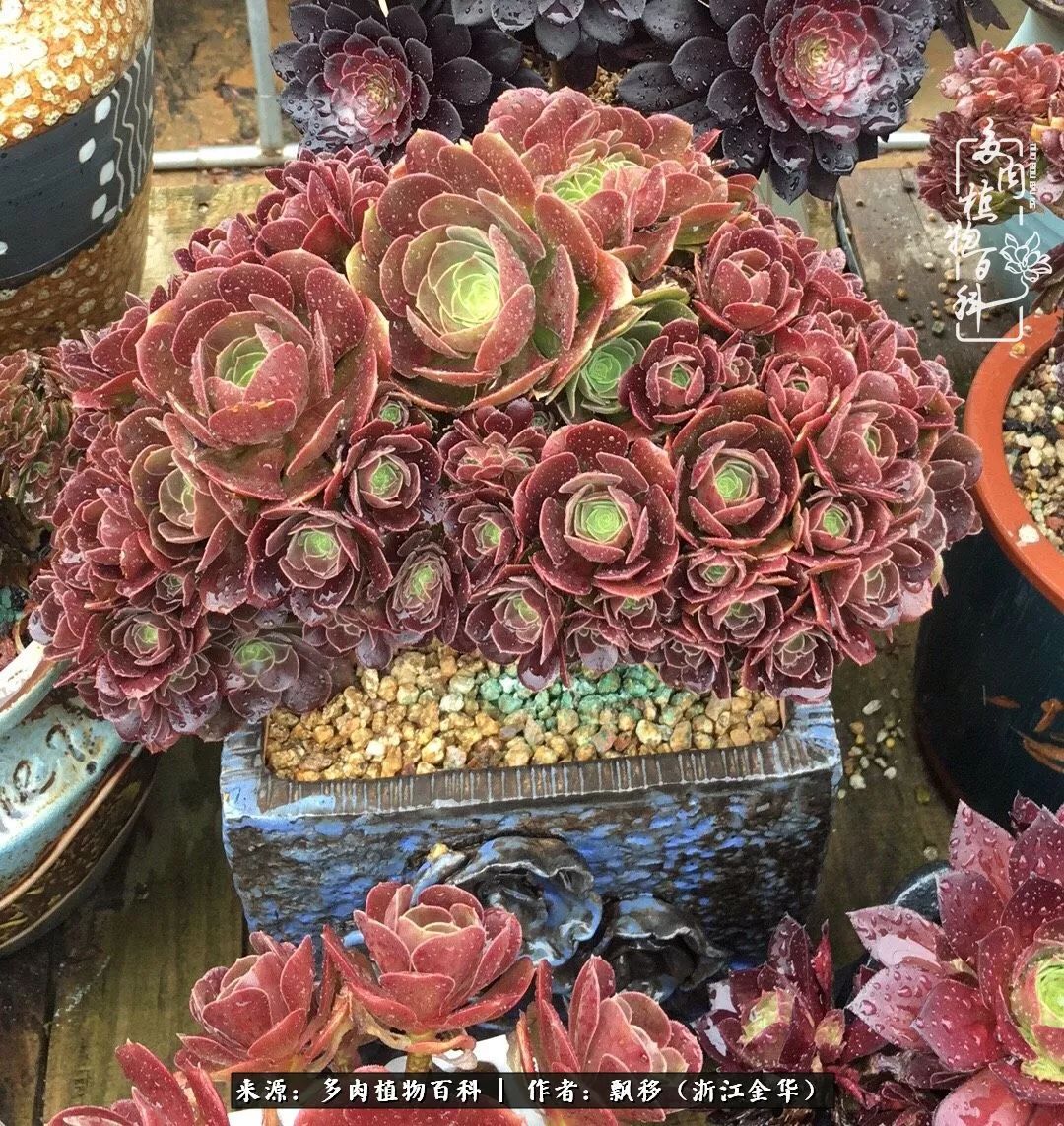 魅力无限的法师诱惑:我的灿烂,由你决定