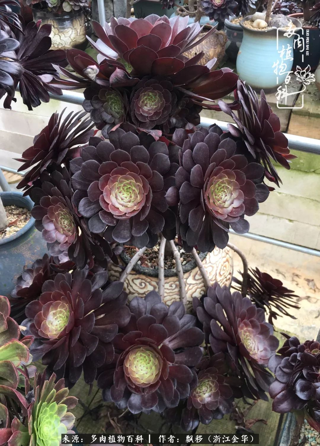 魅力无限的法师诱惑:我的灿烂,由你决定