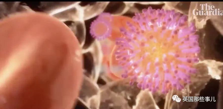 澳洲神药是真的吗,最新丙肝新药